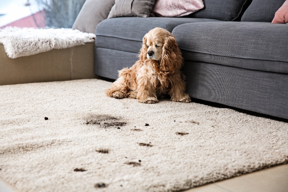 Choosing a Pet-Friendly Rug - Rugs Express